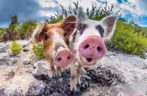 吃瓜爆料小猪图片大全,小猪图片大全趣味盘点